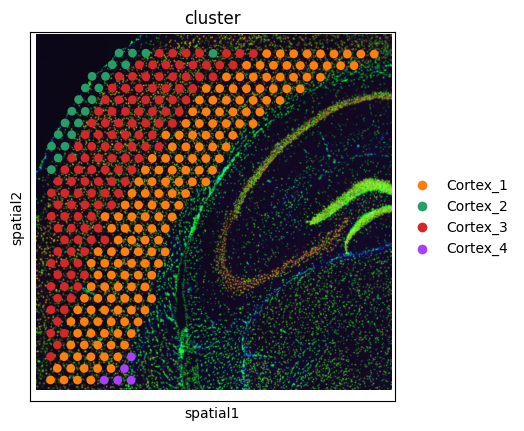 ../_images/notebooks_tutorial_mouse_visium_cortex_8_0.png